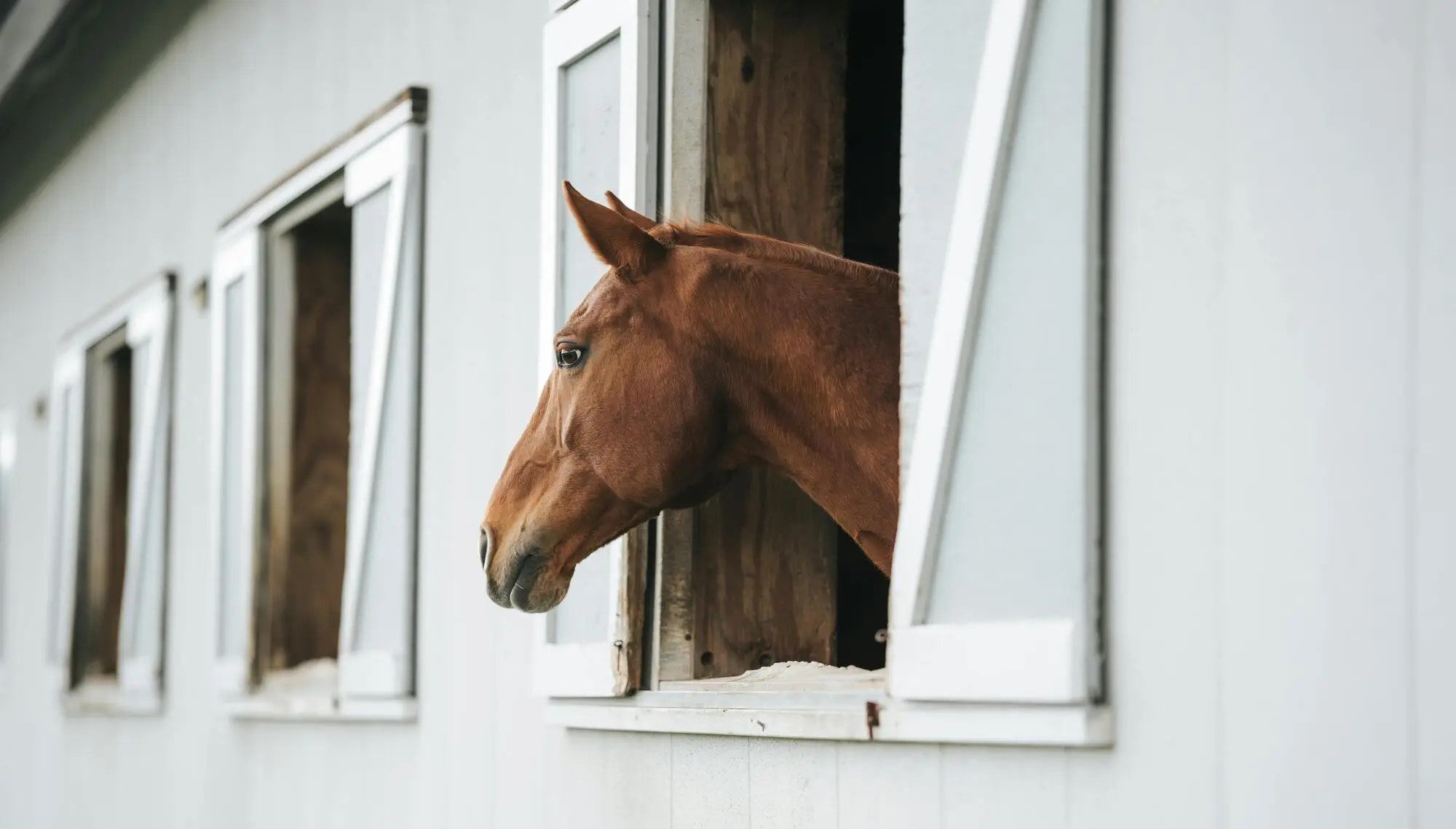 Cheval alezan sortant la tête par la fenêtre d’un box d’écurie blanc, observant son environnement avec calme.