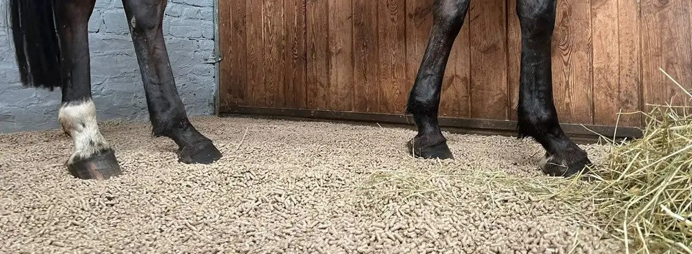 Gros plan sur les jambes d’un cheval dans un box avec une litière en pellets, du foin au sol et des parois en bois et briques en arrière-plan.